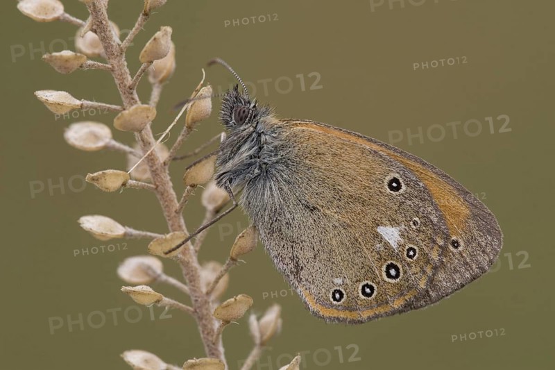 Rusty Brown Meadowbird