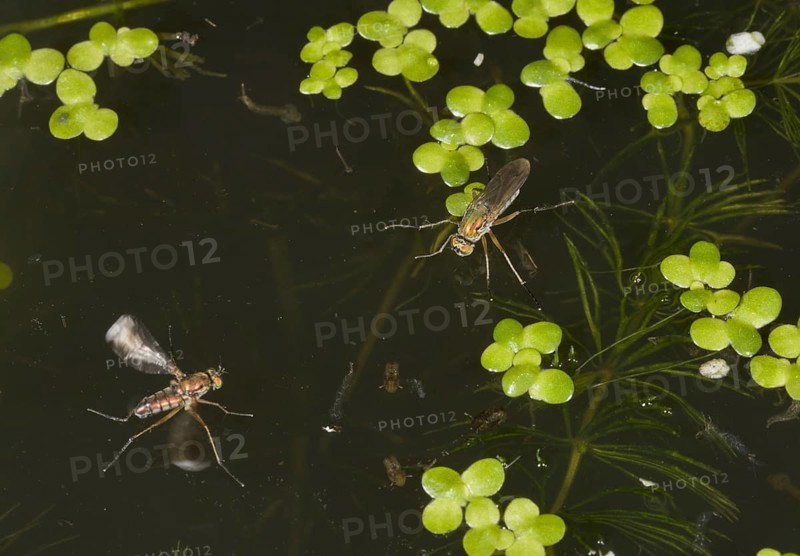 Glittering Green Fly