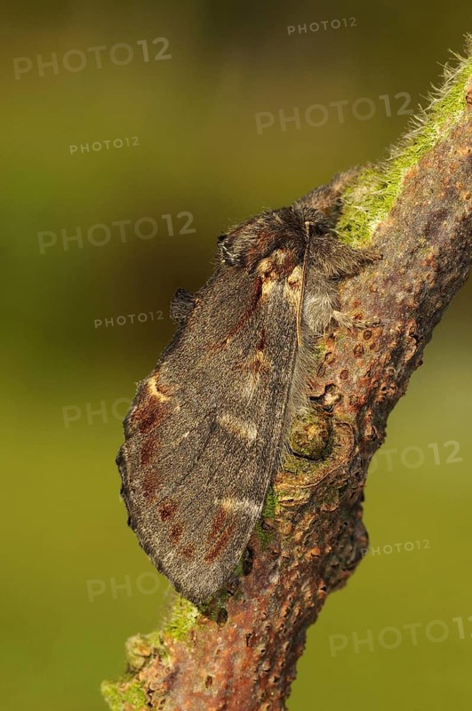 Iron Prominent