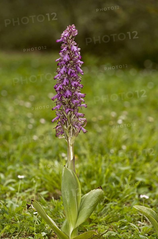 Flowering giant orchid