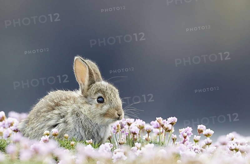 European rabbit