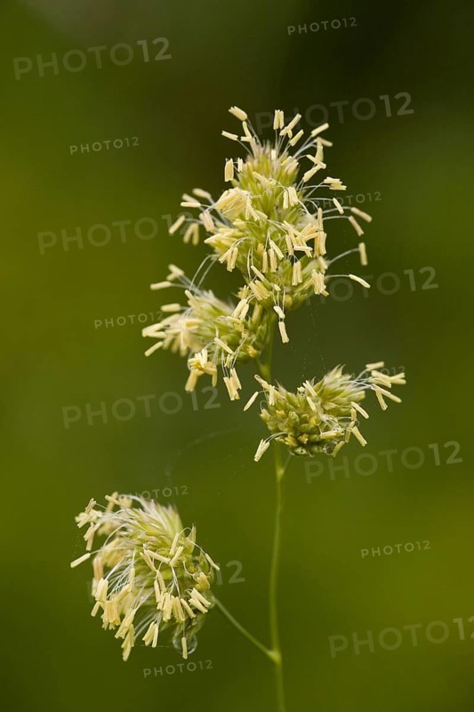 Orchard grass