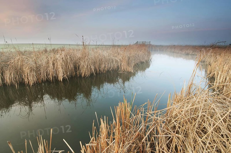 Bulrush