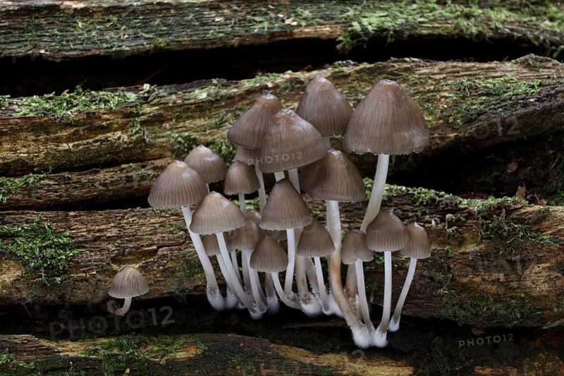 Clustered Bonnet