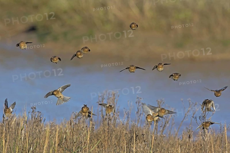 Twite