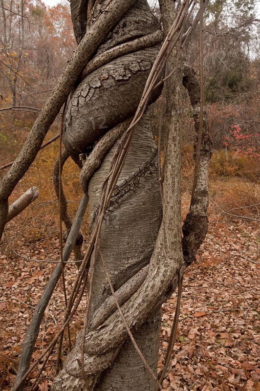 Oriental Staff Vine