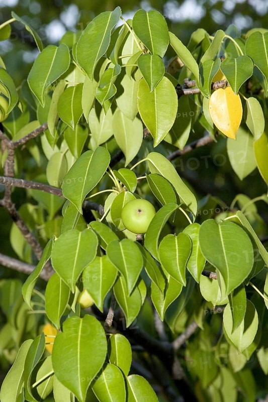 Manchineel