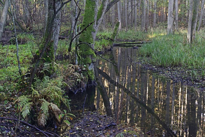 The Briese river in autumn in the Briese Valley landscape conservation area near Berlin