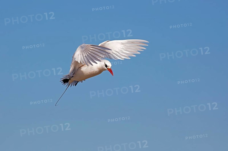 Red-tailed tropicbird