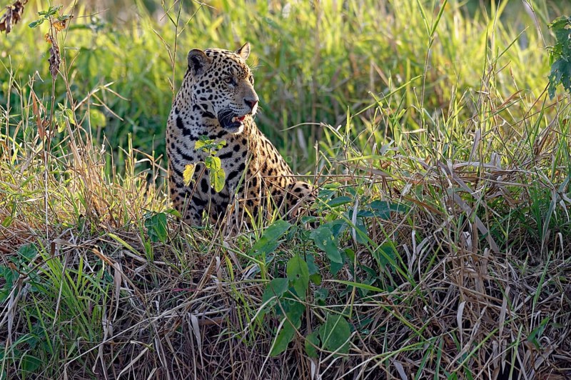 Young jaguar
