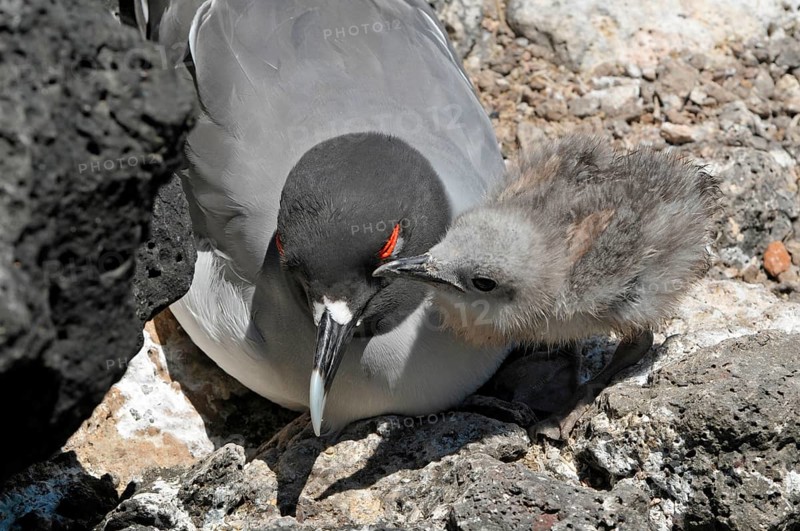 Swallow-tailed Gull with chick