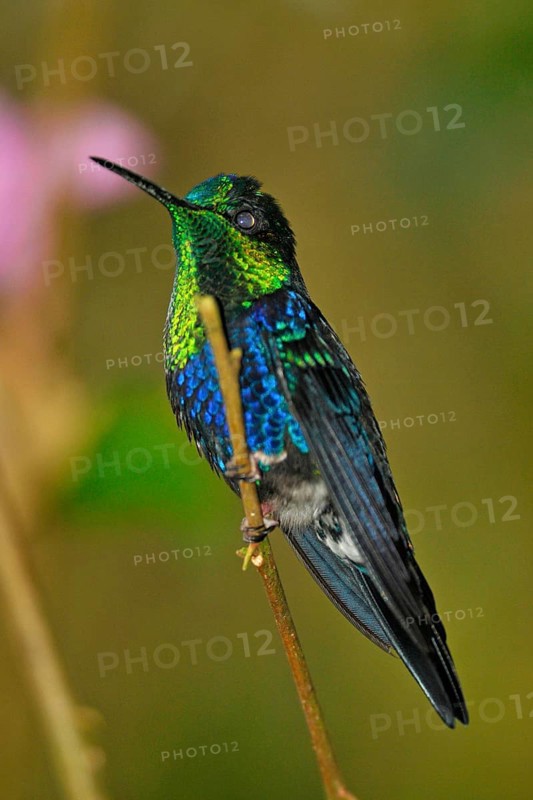 Green-crowned nymph