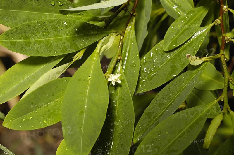 Real coca bush