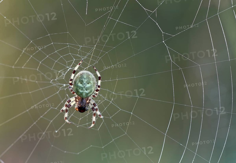 Four-spot orb weaver