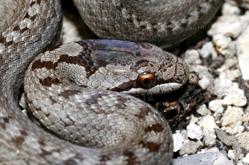 Smooth snake