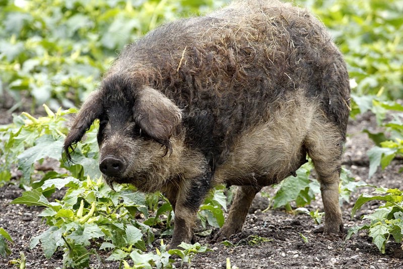 Mangalica pig