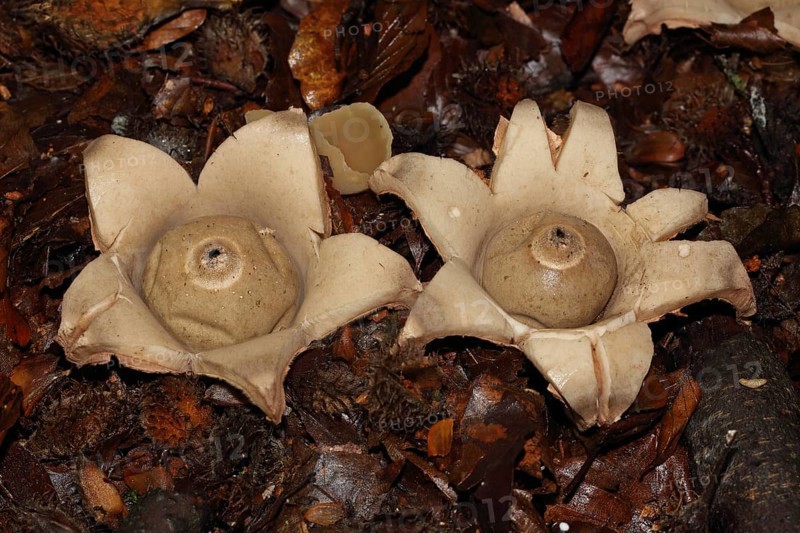 Ruffed Earth Star