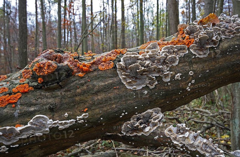 Burnt smoke mushroom and orange-red crested mushroom