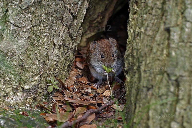 Common bank vole