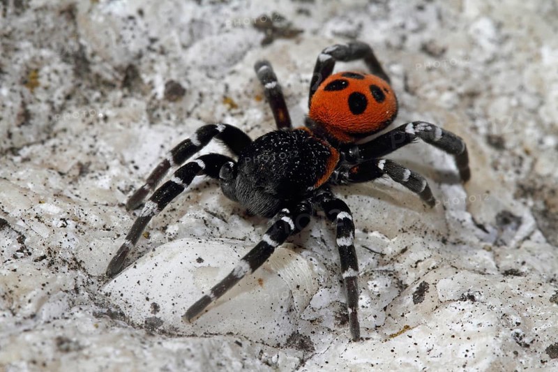 Ladybird spider