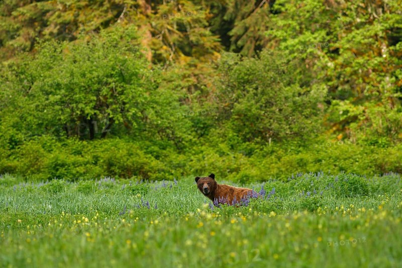 Adult grizzly bear