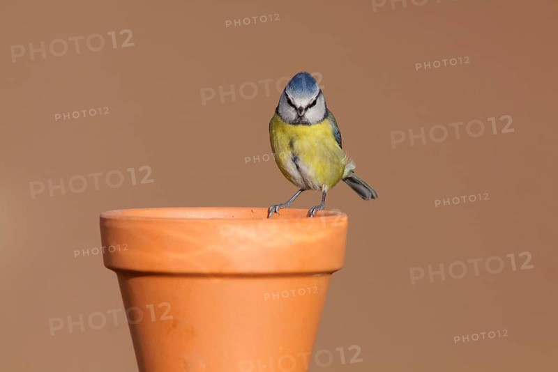 Blue Tit