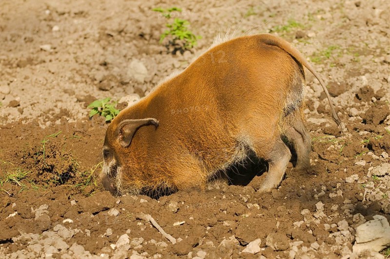 Red red river hog