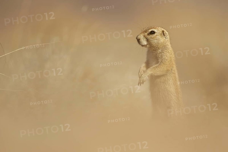Cape Ground Squirrel
