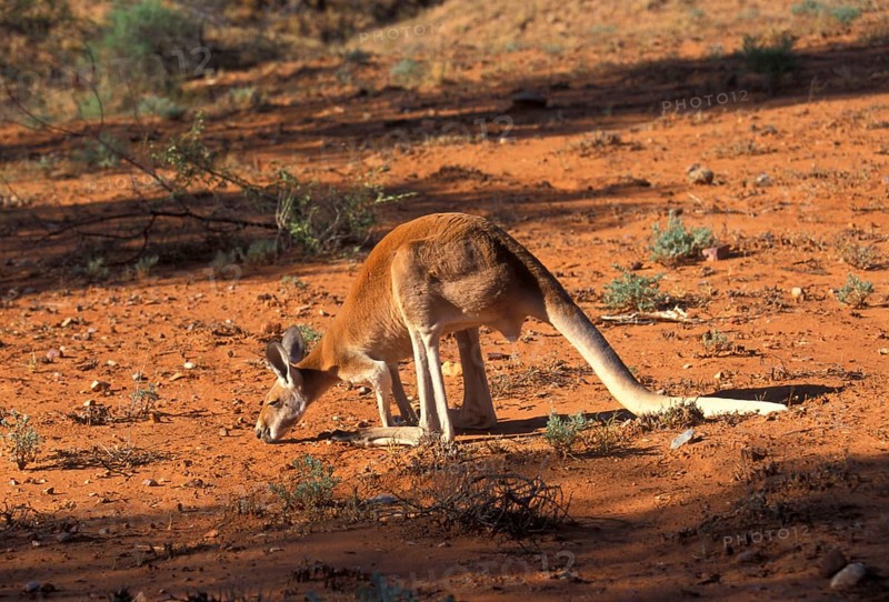 Red kangaroo