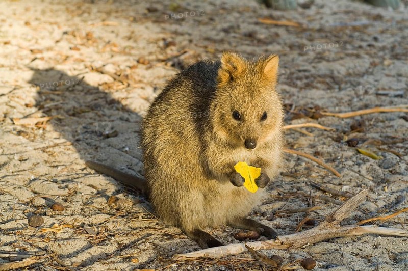 Quokka