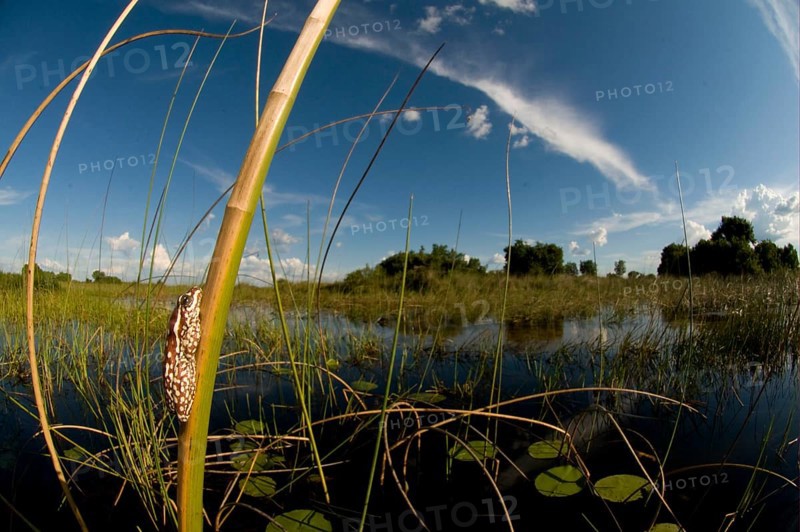 Marbled Reed Frog