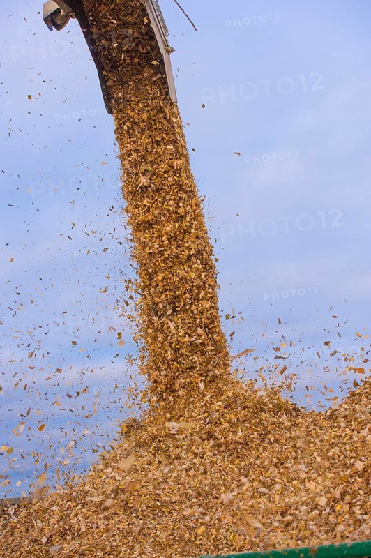 Maize