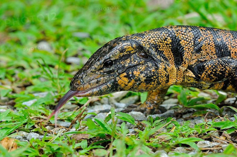 Common Tegu adult