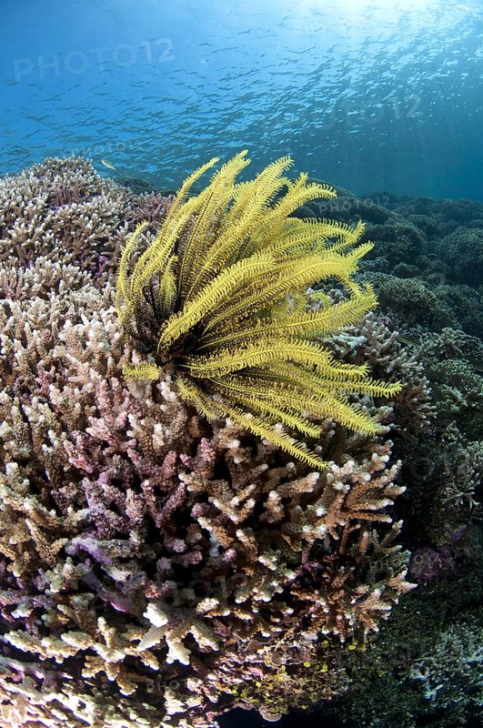 Feather star