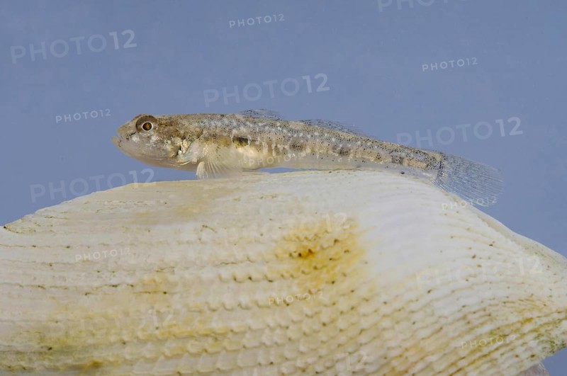 Black shadow goby