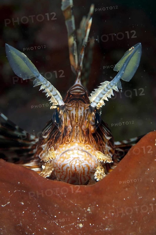Pacific red lionfish