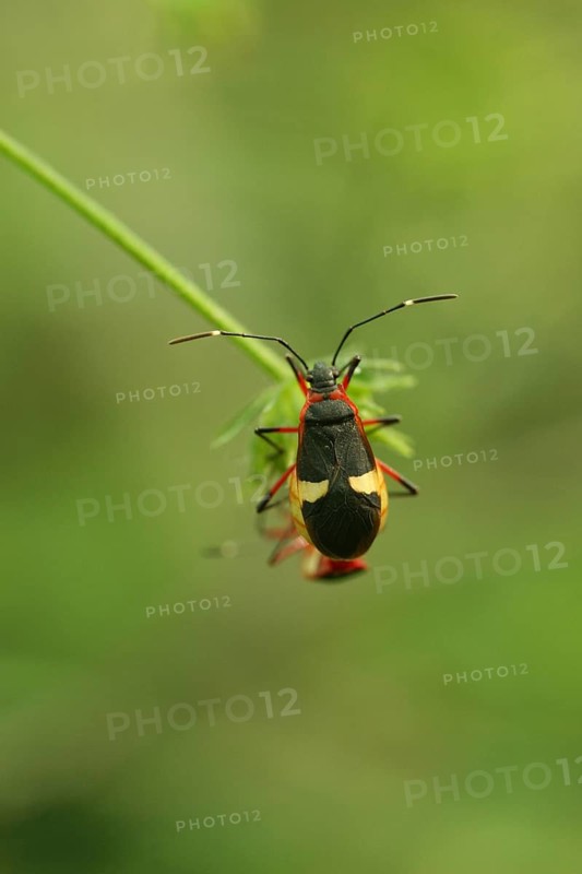 Cotton-stainer Bug