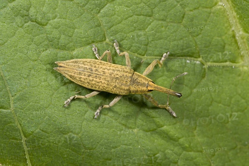 Slender marsh weevil