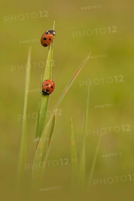 Seven-spot Ladybird