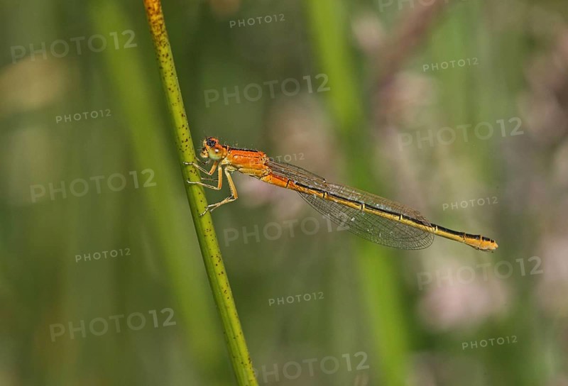 Scarce Blue-tailed Damselfly