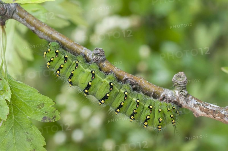Small emperor moths