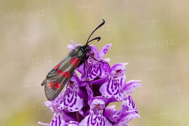Six-spot burnet