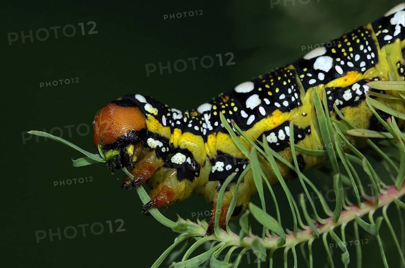 Adult larva of the spurge hawk-moth