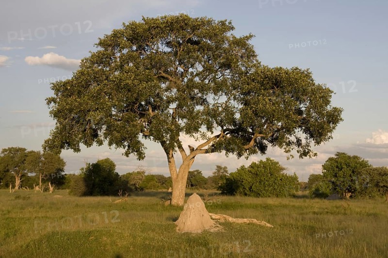 Lead Tree and Termite Mound Okavango Delta
