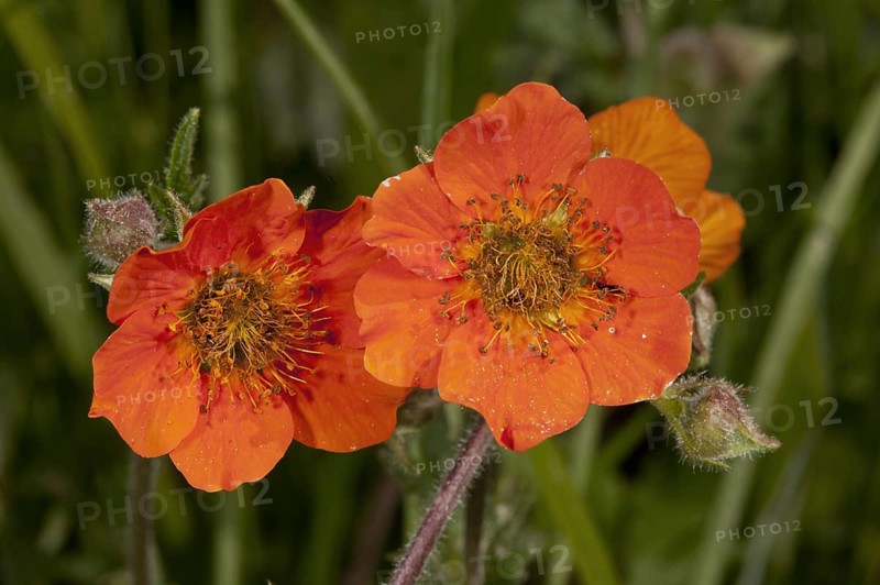 Scarlet avens