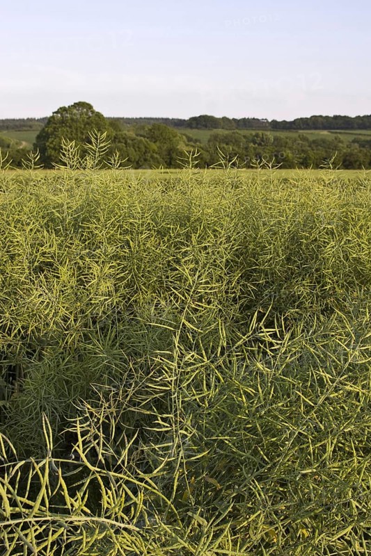 Harvest of oilseed rape