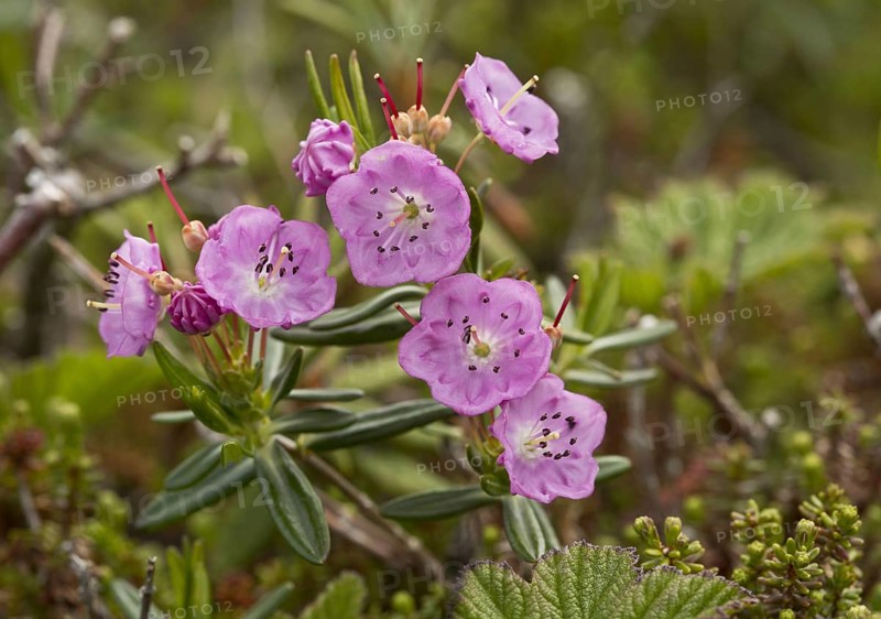 Bog-laurel