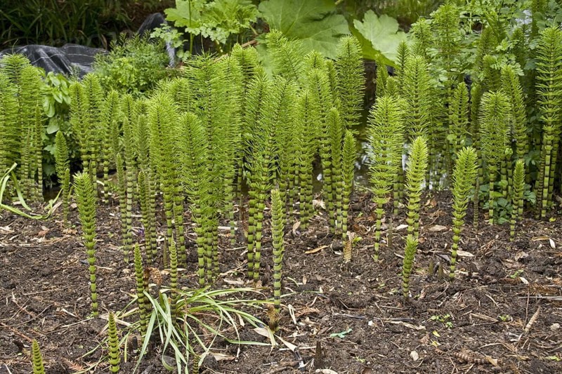Great horsetail