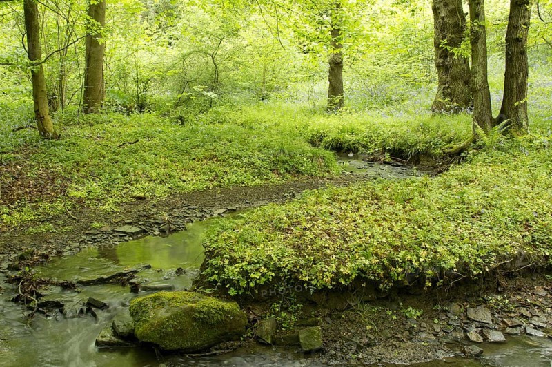 Deciduous woodland habitat with stream