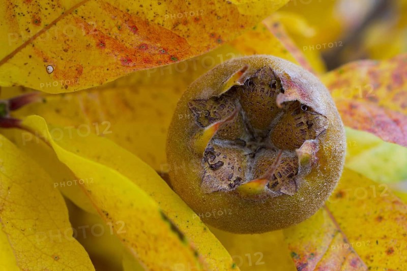 Common medlar